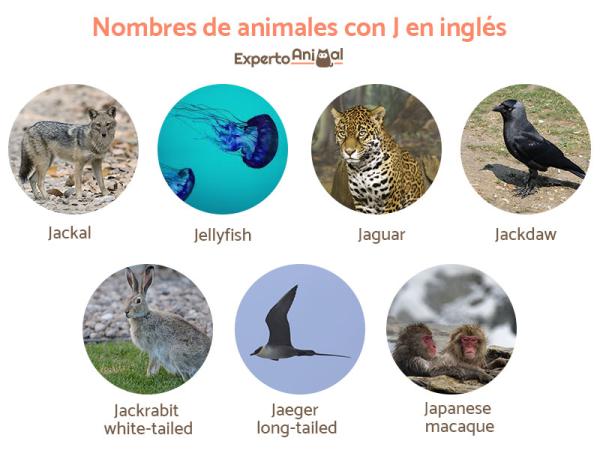 Nazwy zwierząt z J w języku hiszpańskim i angielskim - Nazwy zwierząt z J w języku angielskim