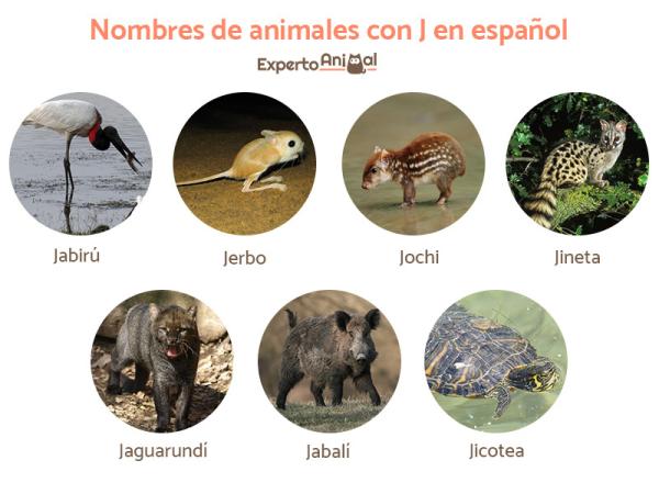 Nazwy zwierząt z J w języku hiszpańskim i angielskim - Nazwy zwierząt z J w języku hiszpańskim
