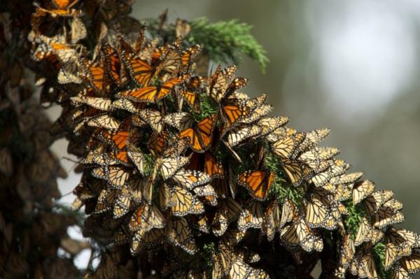 Charakterystyka motyla monarcha - migracja motyla monarcha