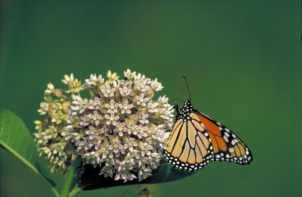 Charakterystyka motyla monarcha - karmienie motyla monarcha