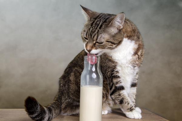 11 ciekawostek na temat kotów, których prawdopodobnie nie znałeś - 1. Większość kotów ma alergię na laktozę 