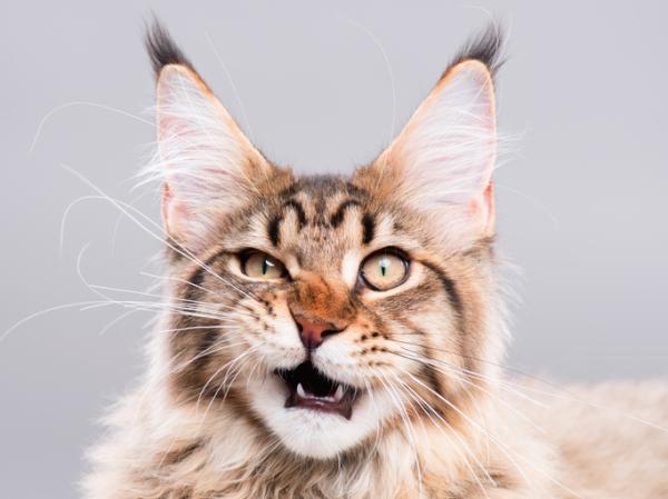 11 ciekawostek na temat kotów, których prawdopodobnie nie znałeś - 8. Ich wąsy też tworzą ich zmysły