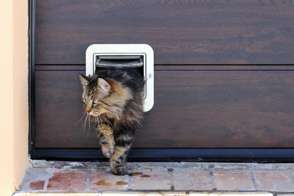 11 ciekawostek na temat kotów, których prawdopodobnie nie znałeś - 5. Newton mógł stworzyć pierwsze „drzwi dla kota” 