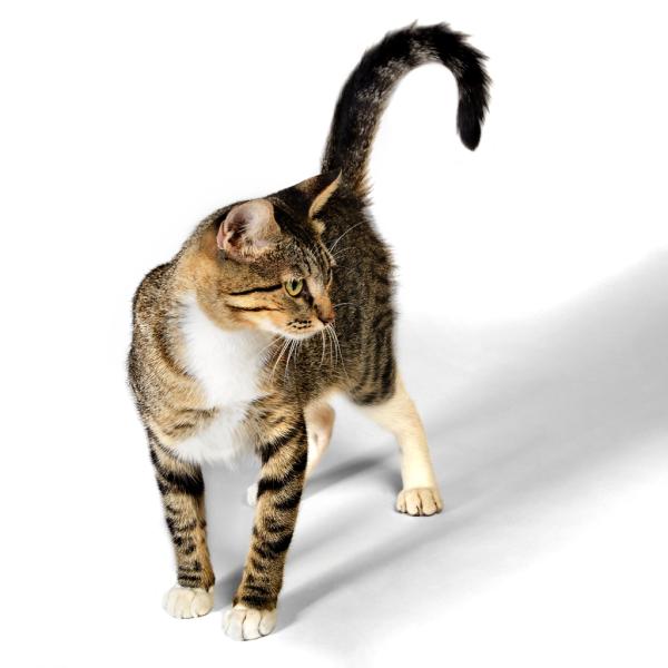 11 ciekawostek na temat kotów, których prawdopodobnie nie znałeś - 3. Wydają wiele dźwięków, ale ich język to głównie mowa ciała