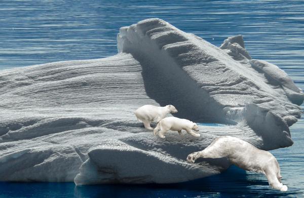 Fauna Arktycznej Tundry - Niedźwiedź polarny