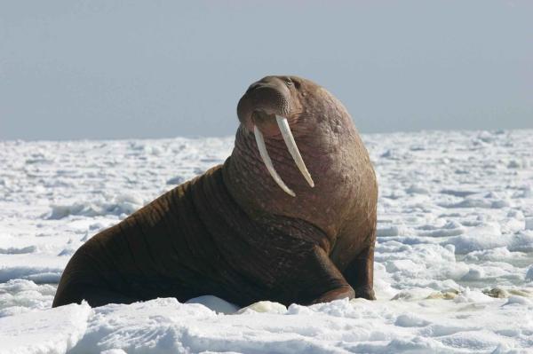 Fauna Arktycznej Tundry - Mors