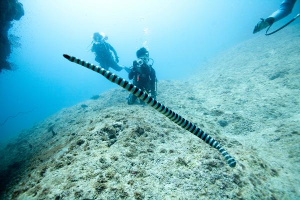 5 najniebezpieczniejszych zwierząt morskich na świecie - Sea Serpent
