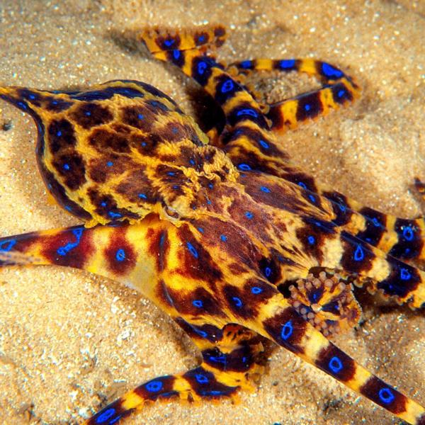 5 najniebezpieczniejszych zwierzat morskich na swiecie