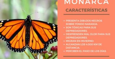 Charakterystyka motyla monarcha