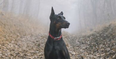 Dlaczego obcinanie psom ogona i uszu jest zle