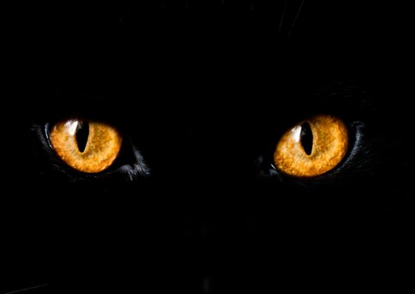 Dlaczego oczy kota swieca w ciemnosci