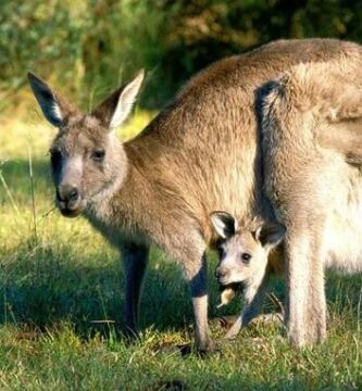 Do czego sluzy torba kangurka