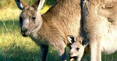 Do czego sluzy torba kangurka