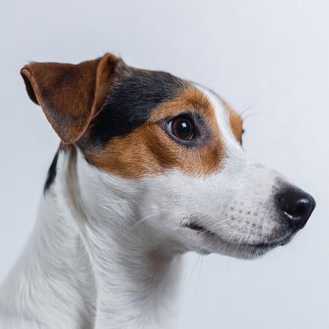 Drozdzowe zapalenie ucha u psow Objawy i leczenie