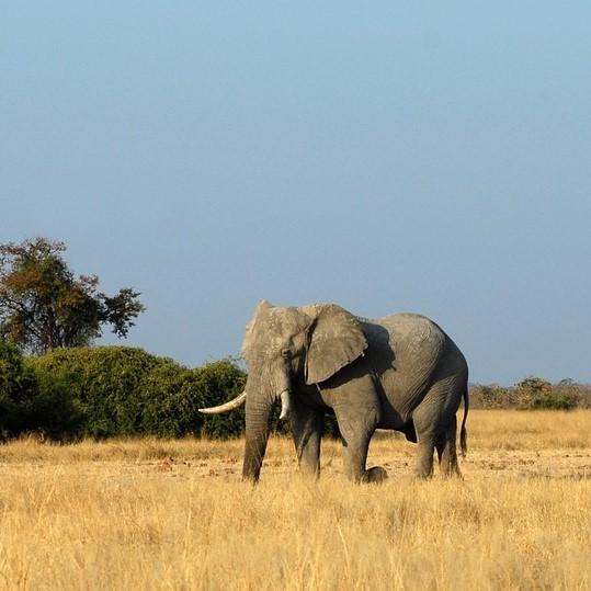 Ile lat zyje slon