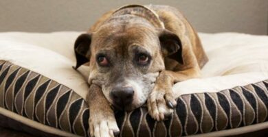 Impingement u psow rodzaje objawy i leczenie