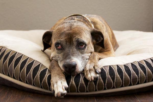 Impingement u psow rodzaje objawy i leczenie
