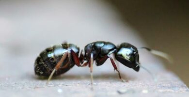 Jak mrowki sie rozmnazaja
