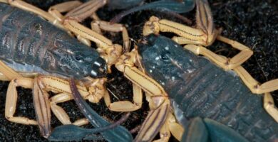 Jak rozmnazaja sie skorpiony lub skorpiony