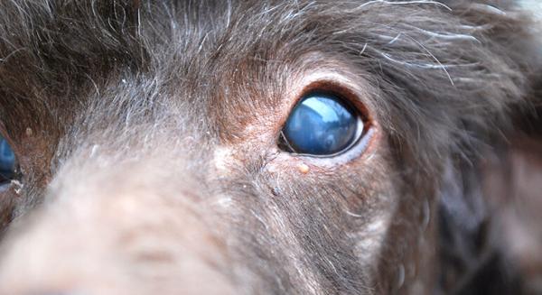 Niebieskie oczy u psow przyczyny leczenie i srodki zaradcze