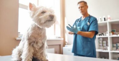 Niska liczba plytek krwi u psow przyczyny i leczenie