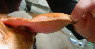 Otohematoma u psow przyczyny leczenie i srodki zaradcze