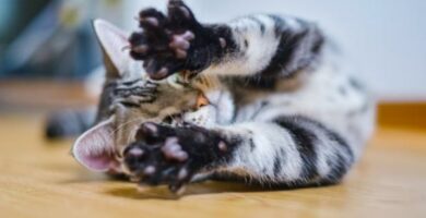 Pododermatitis u kotow Objawy i leczenie