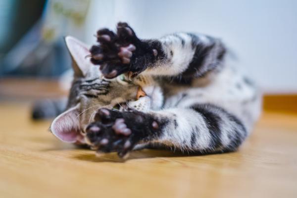 Pododermatitis u kotow Objawy i leczenie