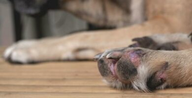 Pododermatitis u psow Objawy i leczenie
