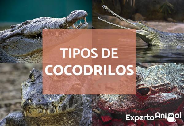 Rodzaje krokodyli – charakterystyka nazwy i przyklady
