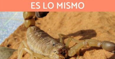 Roznice miedzy skorpionem a skorpionem