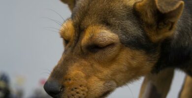 Uzadlenie osy u psow Objawy leczenie i domowe srodki