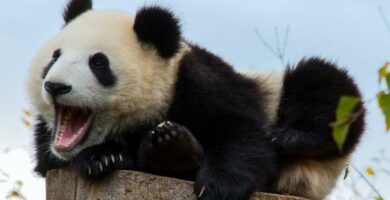 Wszystko o siedlisku niedzwiedzia pandy