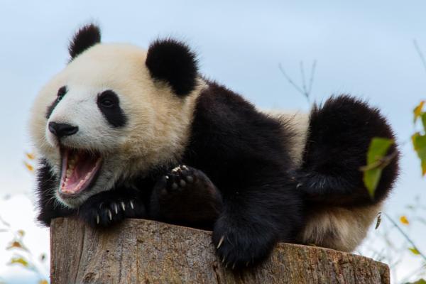 Wszystko o siedlisku niedzwiedzia pandy