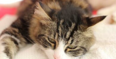 Zapalenie trzustki u kotow objawy i leczenie