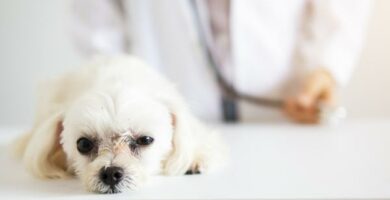 Zapalenie trzustki u psow objawy przyczyny i leczenie