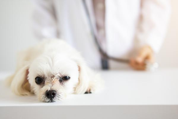 Zapalenie trzustki u psow objawy przyczyny i leczenie