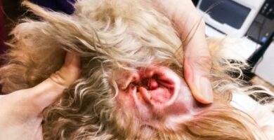 Zapalenie ucha zewnetrznego u psow Objawy i leczenie