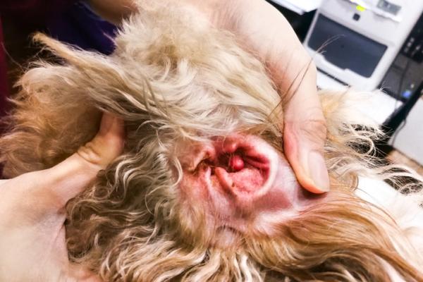 Zapalenie ucha zewnetrznego u psow Objawy i leczenie