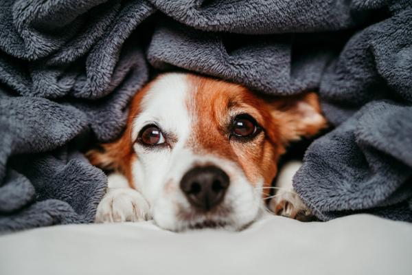 Zimne uszy u psow przyczyny i leczenie