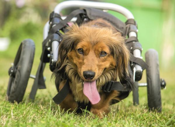 paralisis en perros causas y tratamiento 23886 600