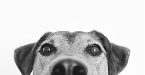Czy psy widzą duchy?  👻 - psi zmysł węchu