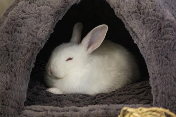 Dlaczego mój królik się nie porusza, ale oddycha?  - hipotermia