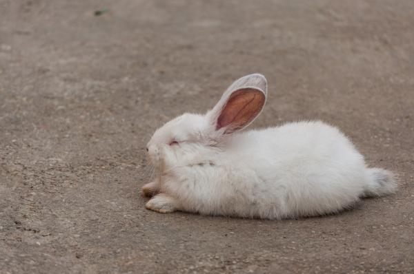 Dlaczego mój królik ma obwisłe ucho?  - Objawy chorego królika
