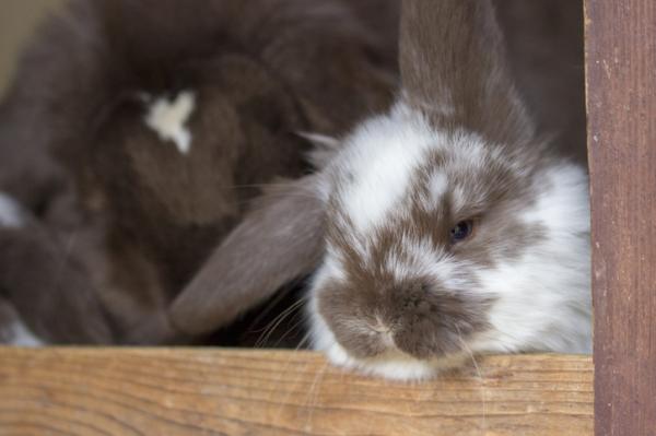 Dlaczego mój królik ma obwisłe ucho?  - Mój królik ma jedno ucho zwisające, a drugie nie - Przyczyny