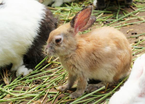 Dlaczego mój królik ma obwisłe ucho?  - Rodzaje zapalenia ucha u królików