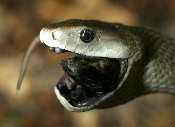 Czarna mamba, najbardziej jadowity wąż Afryki - Polowanie na czarną mambę