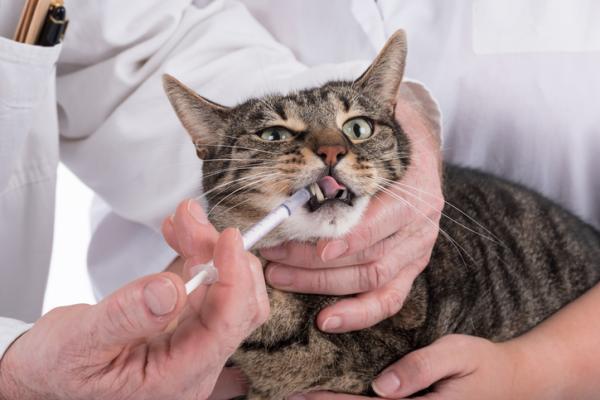 Dlaczego mój kot ślini się, kiedy podaję mu lekarstwo?  - Jak podać syrop kotu, który nie chce?