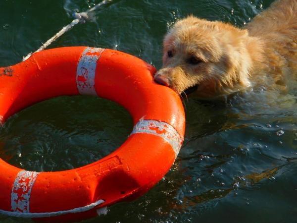 Psy poszukiwawcze i ratownicze – praca czy zabawa?
