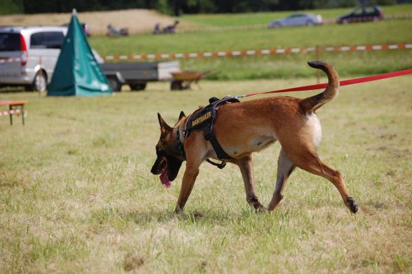 Psy poszukiwawcze i ratownicze - Specjalności dla psów poszukiwawczo-ratowniczych